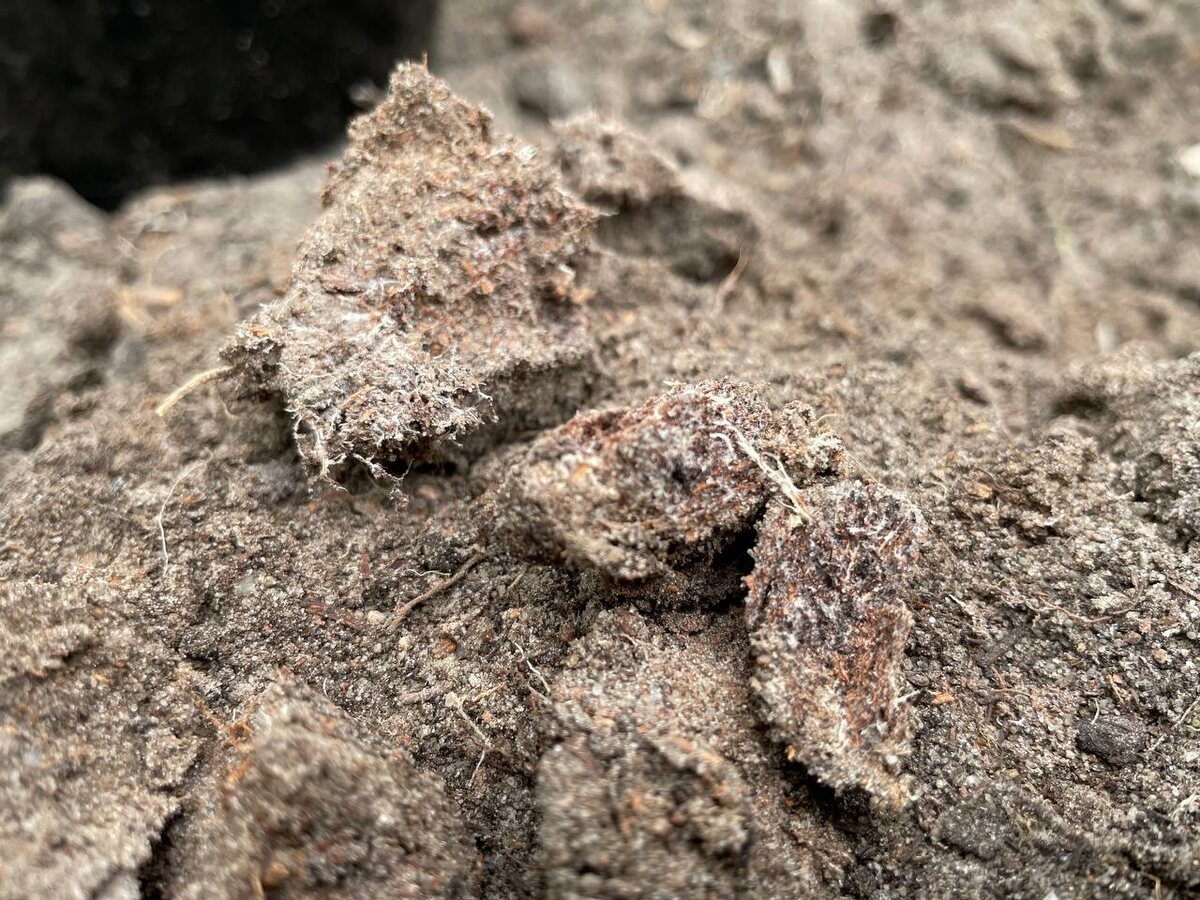 Микориза в теплице. Фото автора