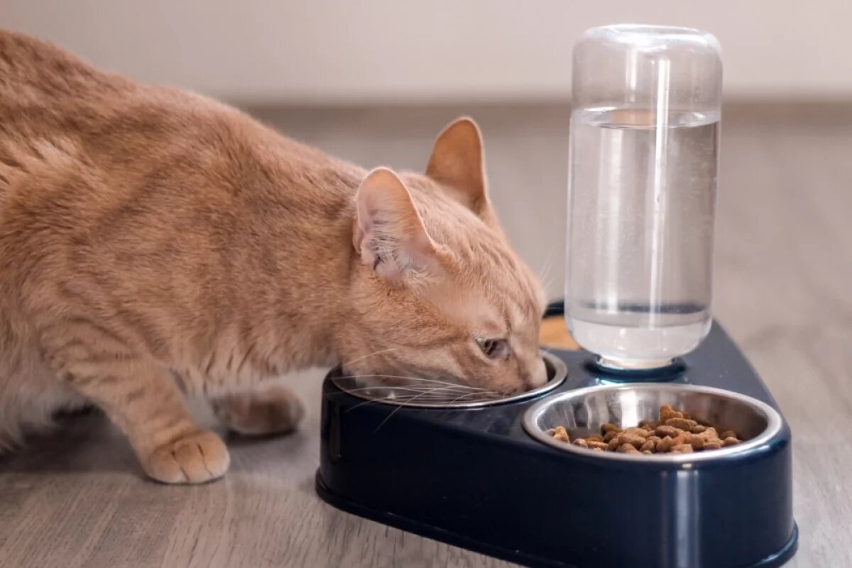    Психолог Половцева рассказала, как справиться с горем после потери питомца