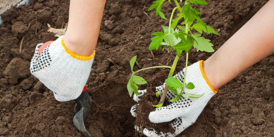 Высадка томатов без стресса: определяем оптимальные сроки
