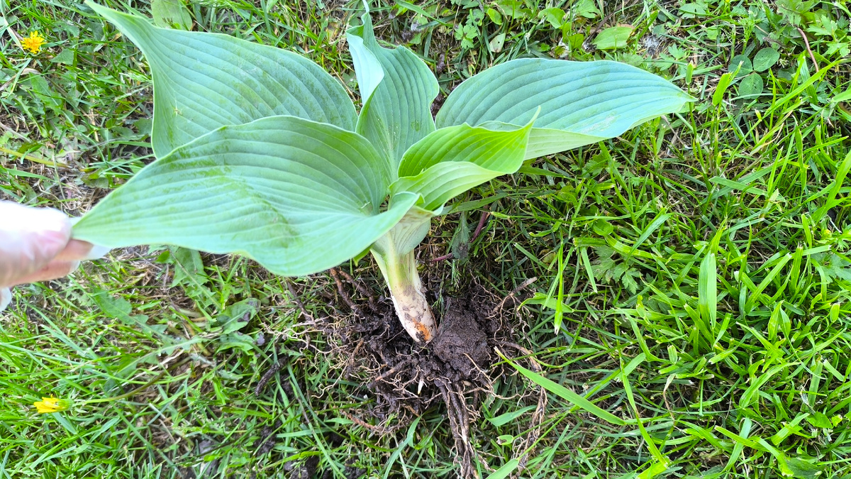 Ангело перед посадкой.