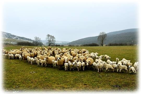    Криптовалюту в Дагестане майнить выгоднее, чем пасти овец