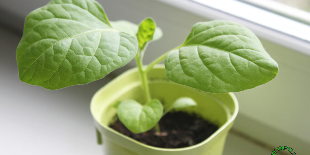 Закаливание рассады перед высадкой: как подготовить растения к новым условиям