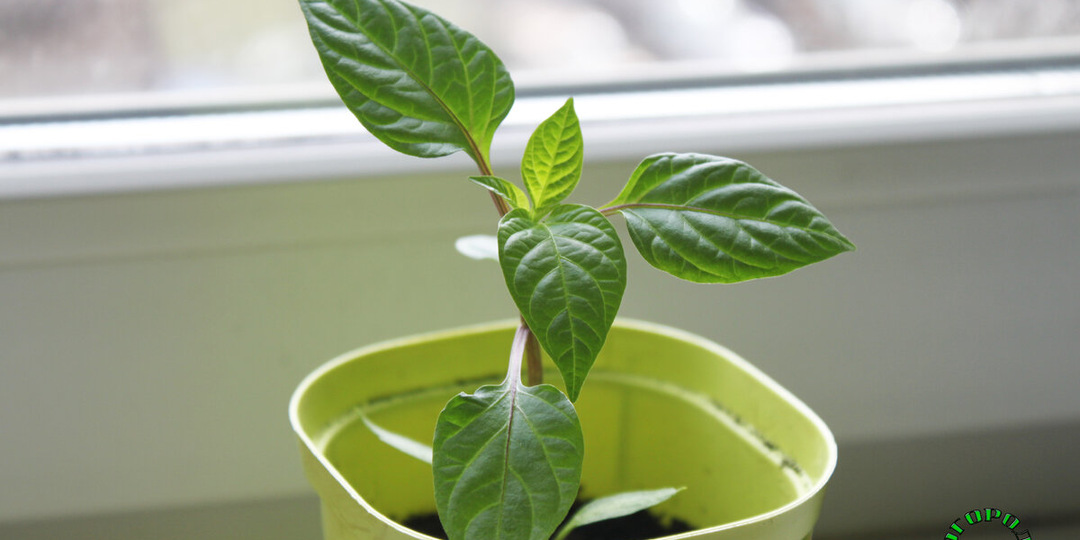 Перец не любит стрессов: как выбрать идеальный день для пересадки