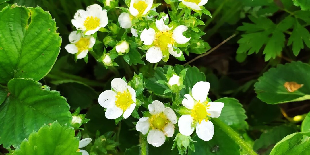 1 ст. л. на 10 л воды для большого урожая клубники. Важная подкормка в период цветения