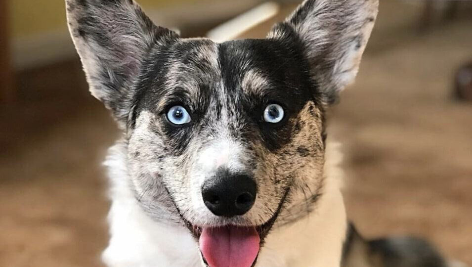 Пожалуй, единственная порода, метисы которой всегда получаются удачными и внешне, и по характеру