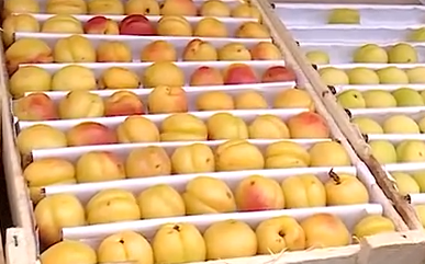     В магазинах Красноярска появились сезонные фрукты и ягоды