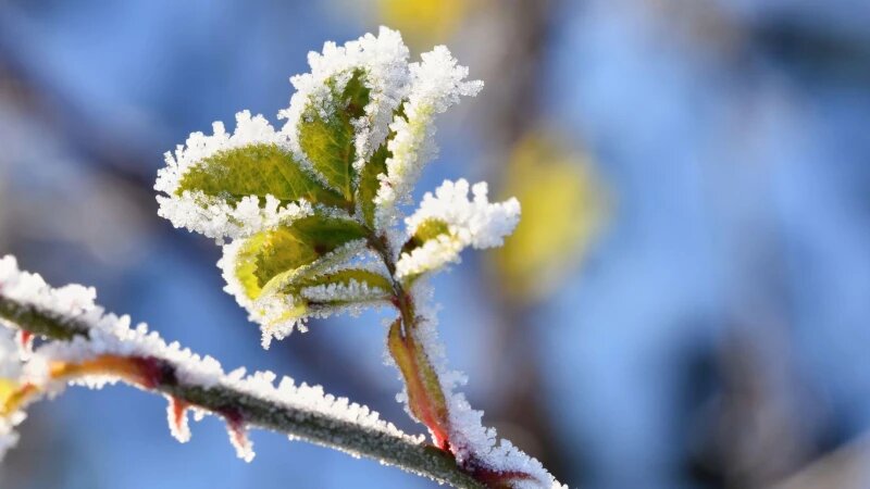     Заморозки. freepik.com/montypeter