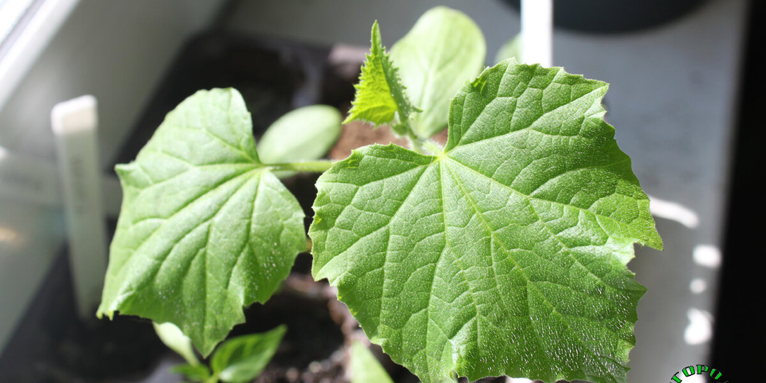 Почему рассада огурцов вытягивается и как с этим бороться: проверенные методы