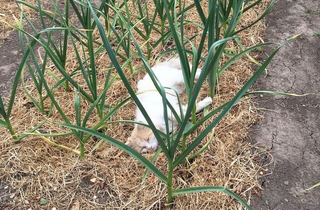 Всегда ли полезно мульчирование почвы?