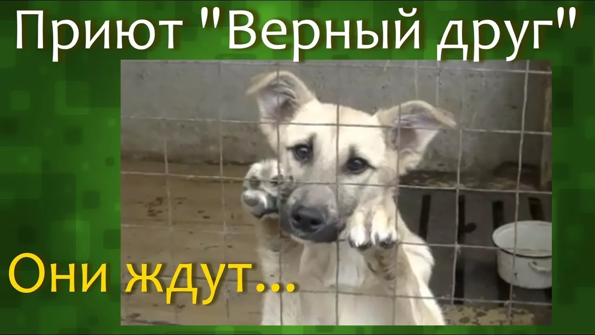 Приют "Верный друг"