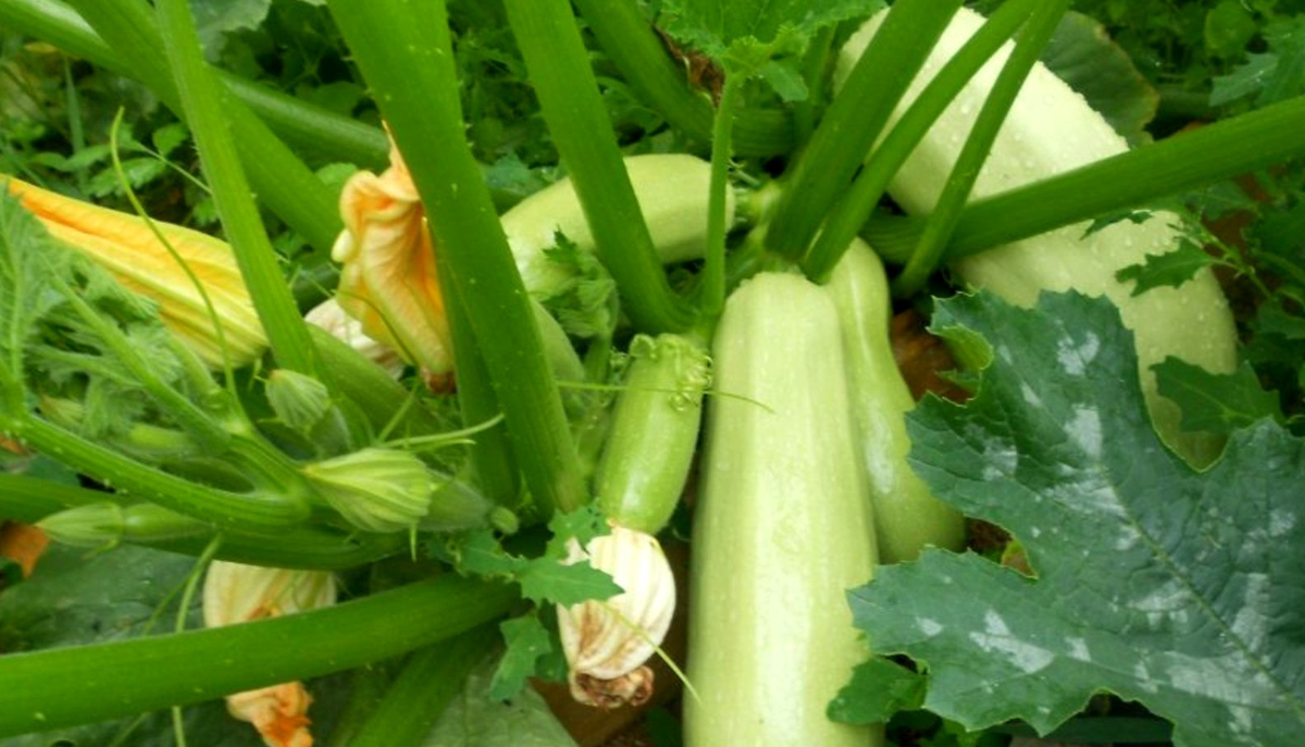 Кабачки для быстрого урожая