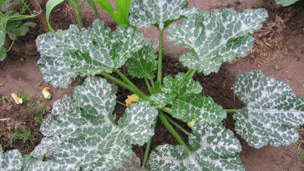 мучнистая роса