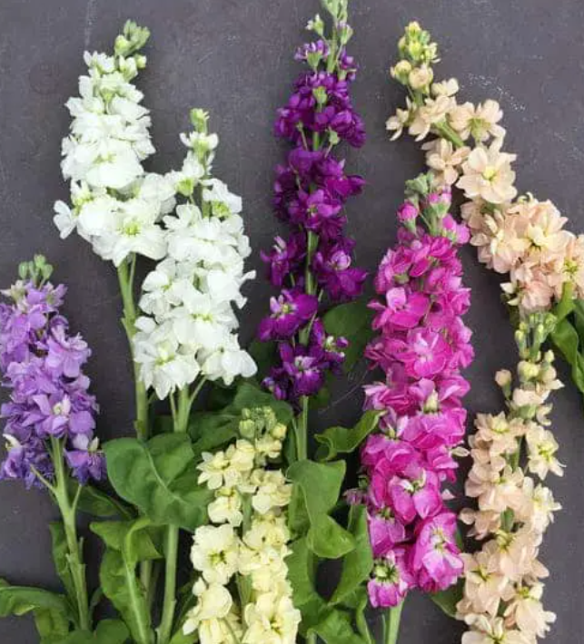 Фото Garden And Me