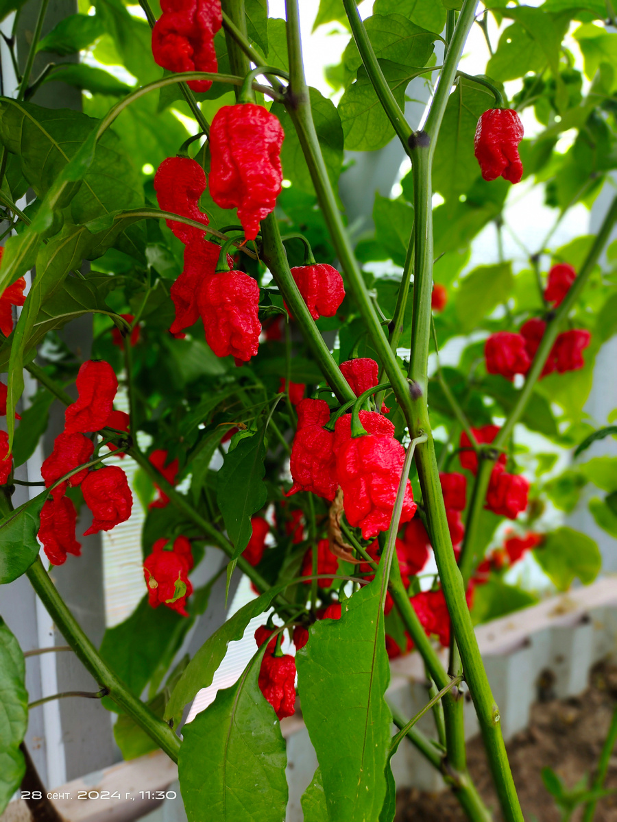 В конце сентября Каролина выросла больше метра и сплошь была увешана красными фонариками плодов.