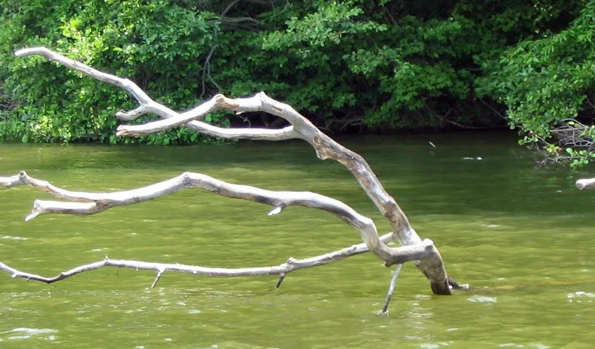 места стоянки судака на течении, где ловить судака в реке