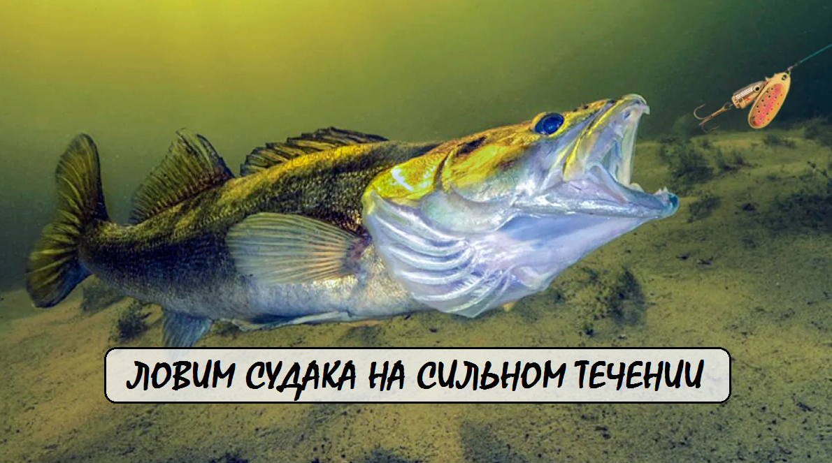 ловля судака на реке, судак на течении, лучшие приманки на речного судака, техника ловли судака в реке, где искать судака на течении