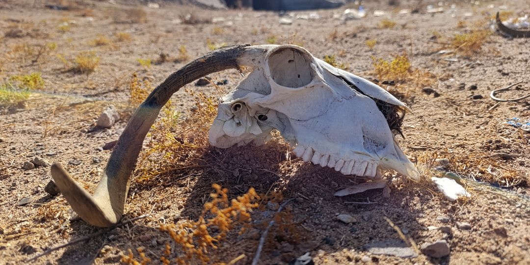 Саудовская Аравия. Деньги и религия