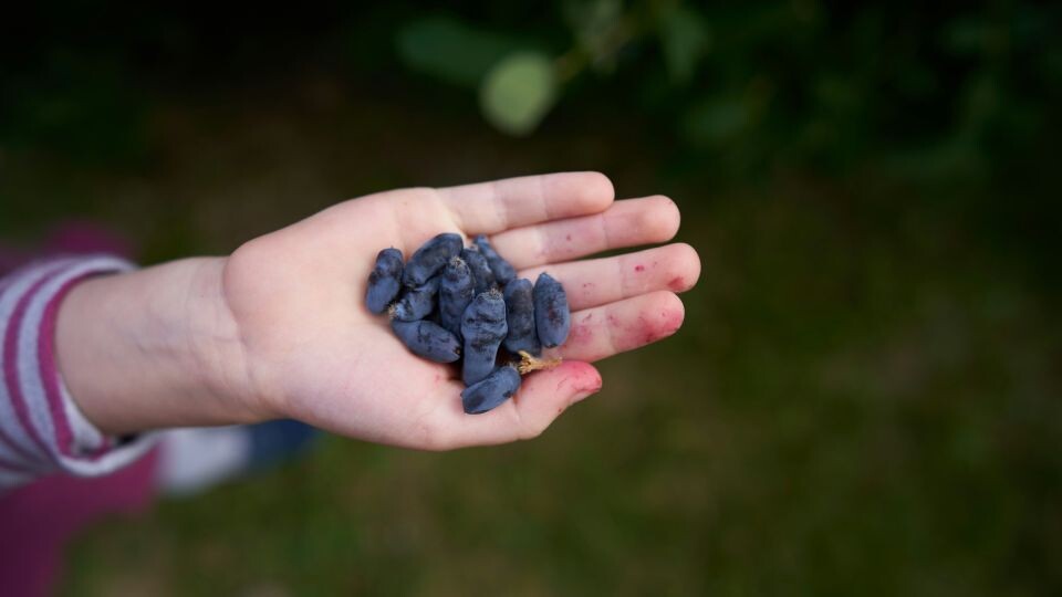    Жимолость. Источник: unsplash.com