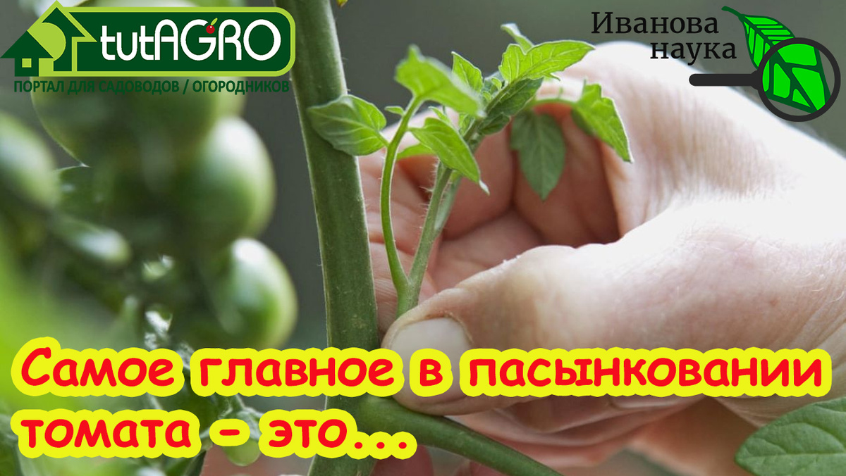 Пасынкование - дело не такое простое. Его надо делать с умом.