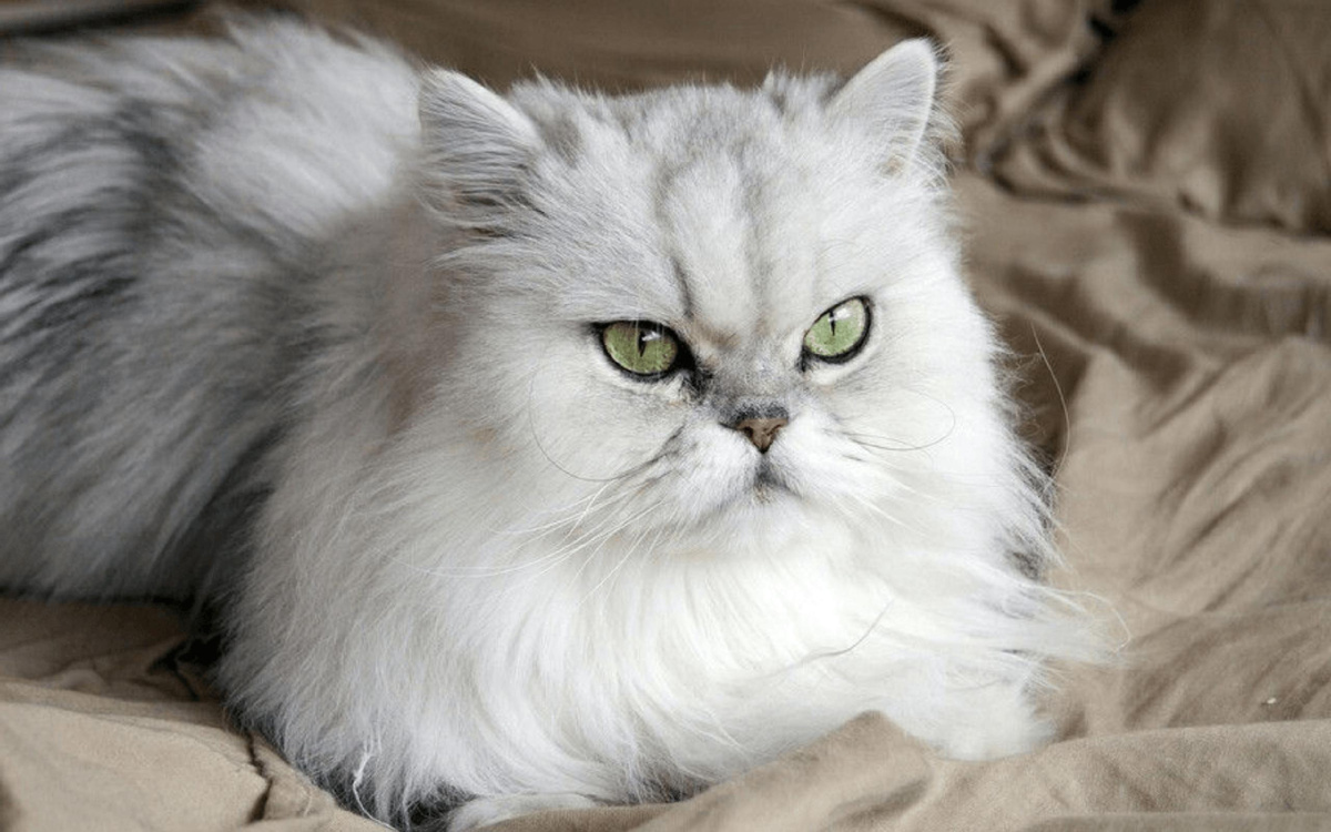 Персидская кошка. Длинношерстные порода. Фото из Интернета.