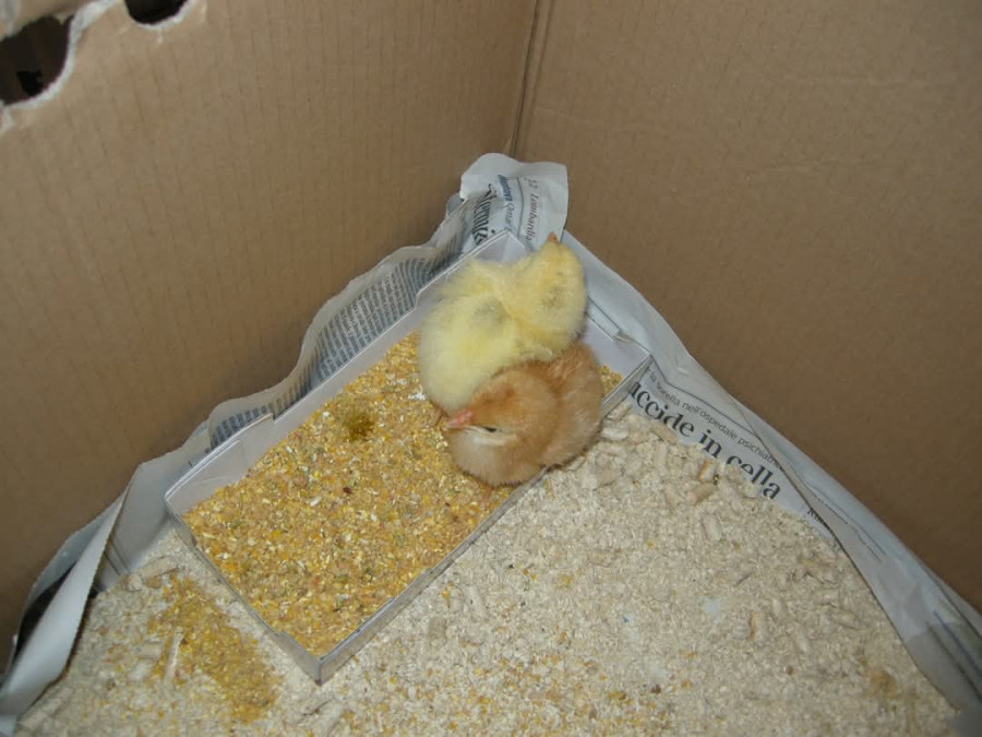 Наши первые цыплята - Марта и Джек