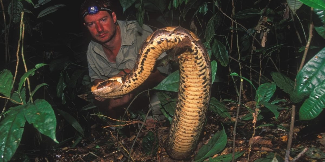 Габонская гадюка: Реальная история укуса русского учёного и его смелая реакция на угрозу жизни