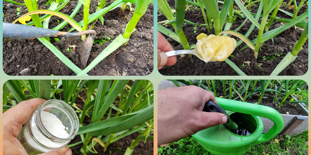 Без ложки этого удобрения на лейку воды чеснок с кулак не вырастет: сейчас самое время так подкормить 🧄
