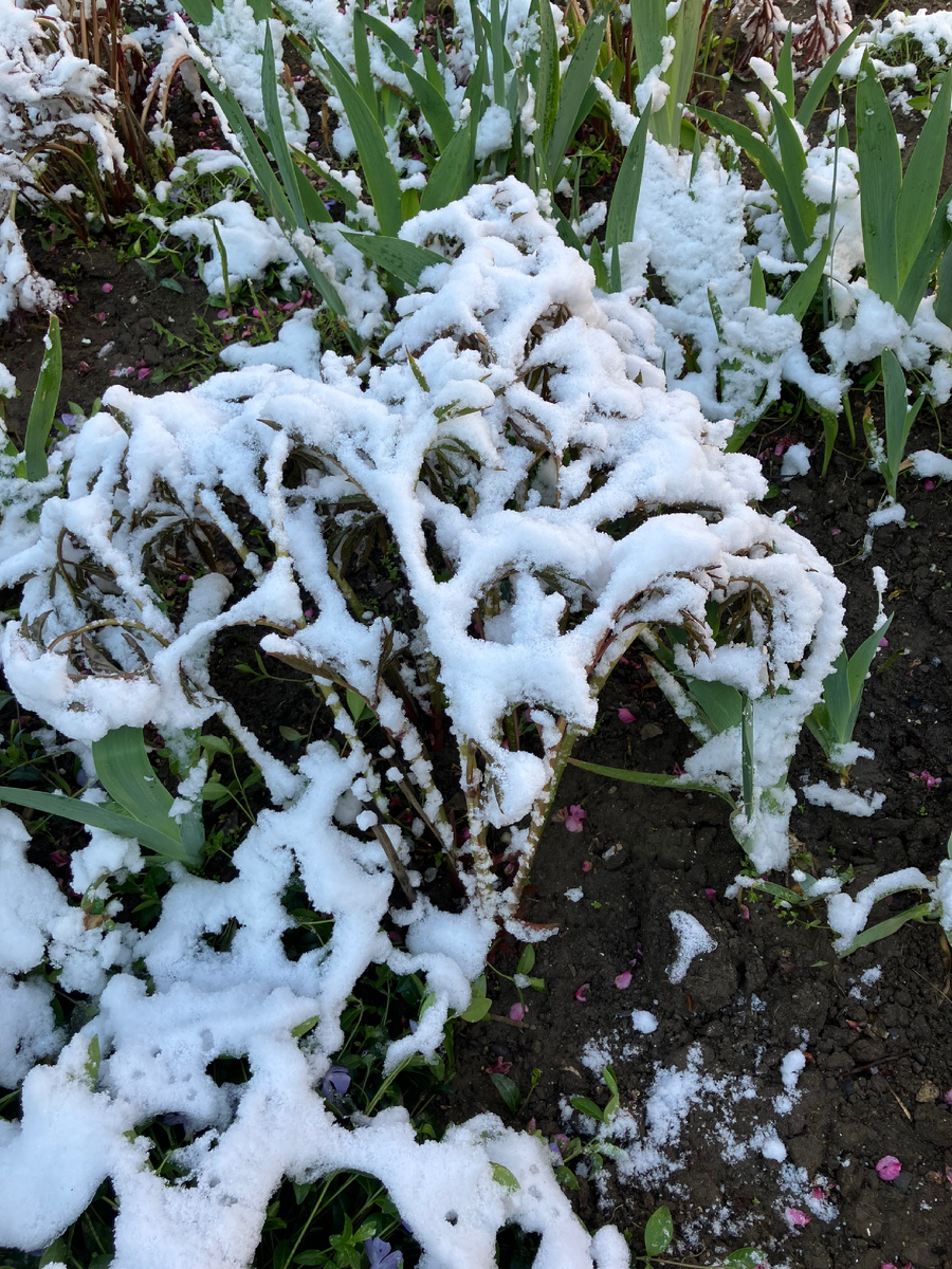 Апрель. Пионы под снегом 