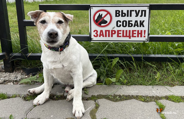 Выгул собак запрещён. Почему им можно, а нам нет?