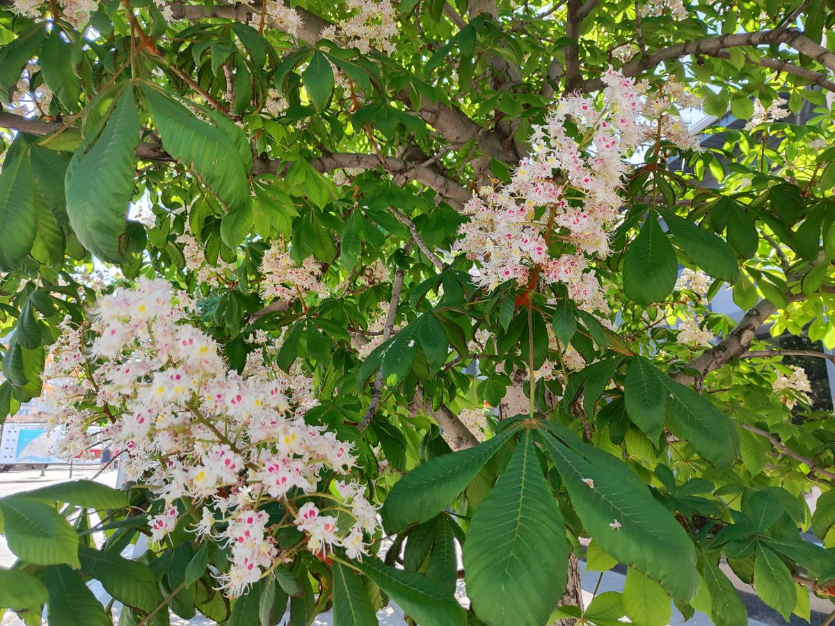 Фото автора.