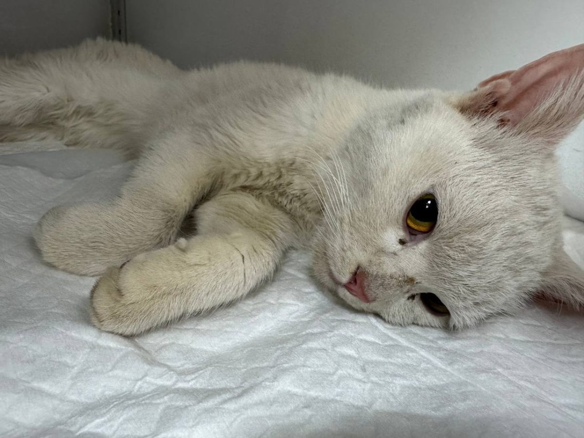    Из-за того, что кот долгое время был зажат в окне, он стал жертвой травматического токсикоза