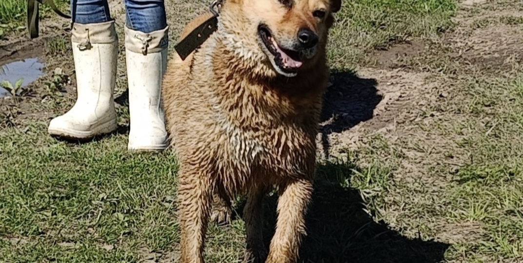 Попытаемся ещё раз выиграть 100 кг сухого корма . Нам нужны ваши голоса