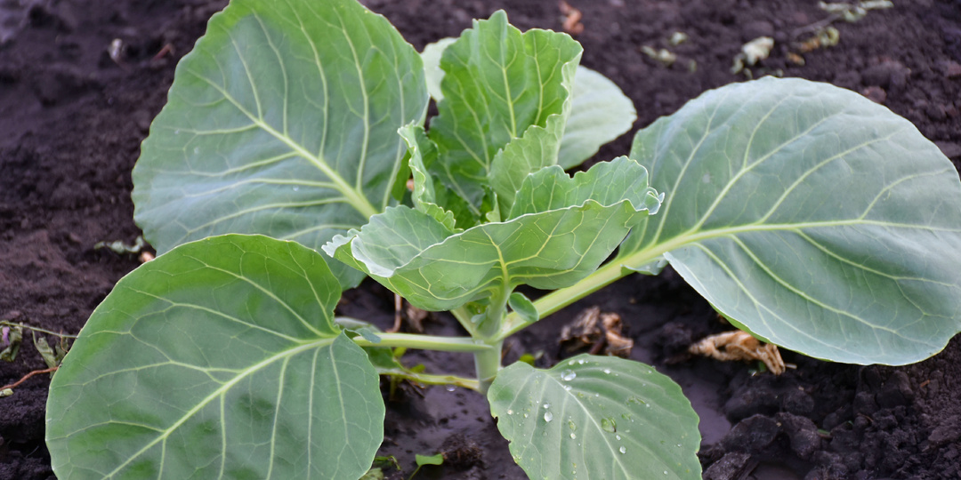Две обязательные добавки в грунт, чтобы капуста хорошо прижилась и быстрее пошла в рост