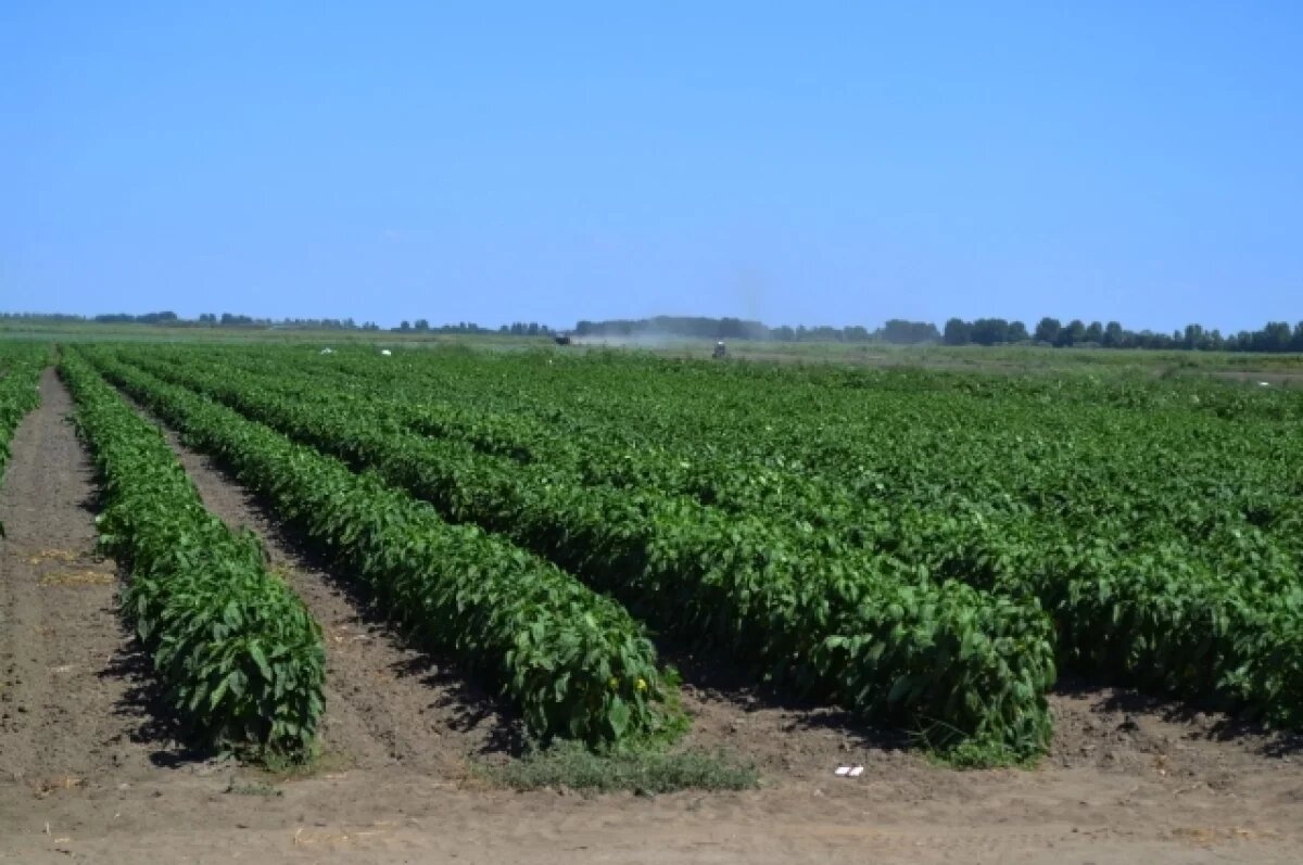    Астраханский бизнесмен пригласил мигрантов и не предупредил о них полицию