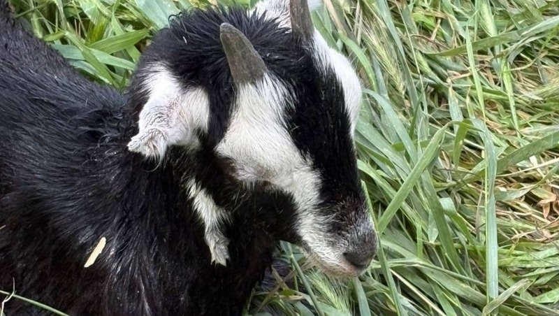    Козлёнок не пострадал, уточнили в ПАСС СК Фото: ПАСС СК