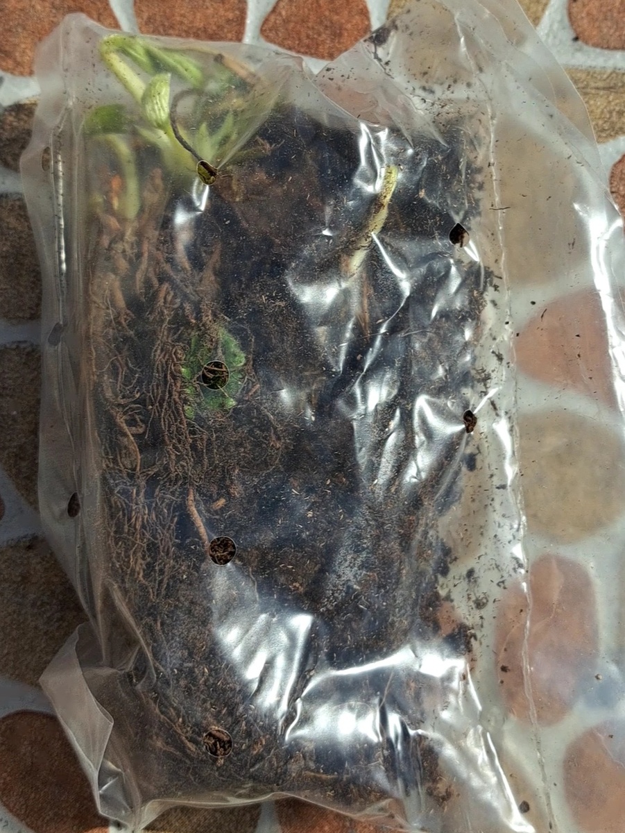 Рассада фриго 