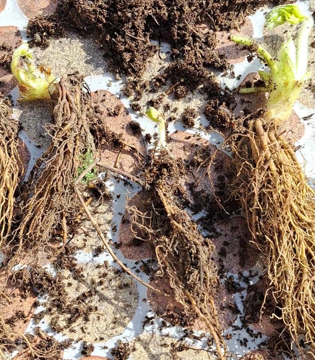 Саженцы клубники фриго