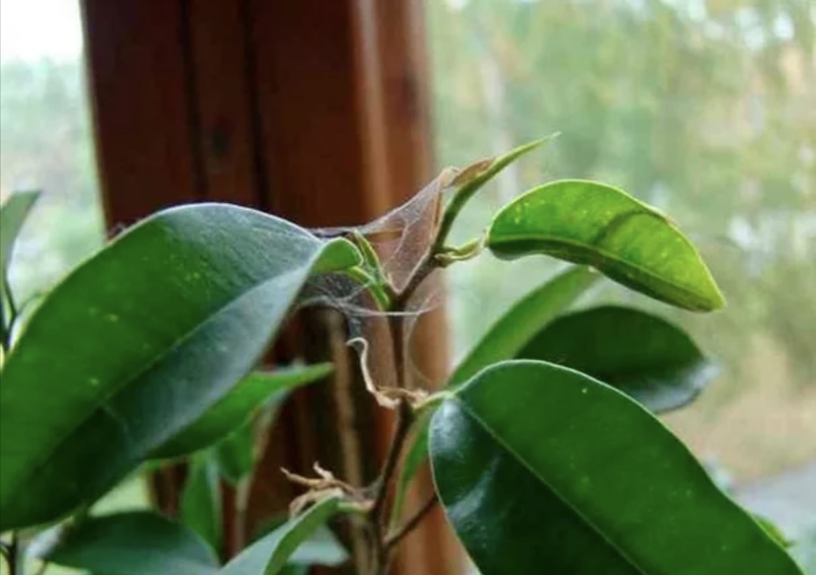 Так он выглядел мой бедный фикус перед спасением