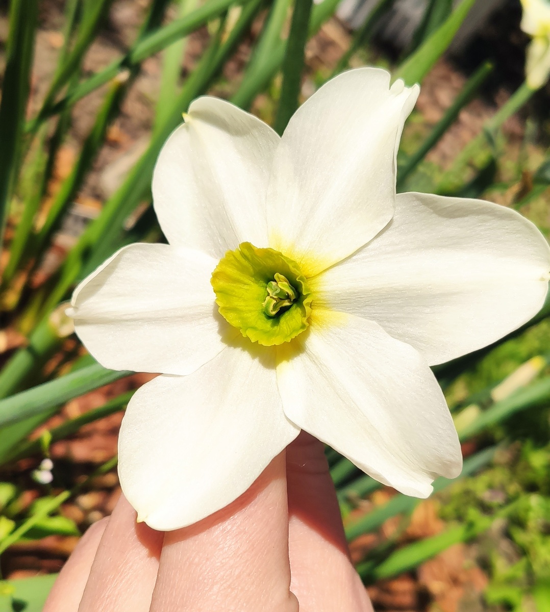 Sinopel 2024 портрет