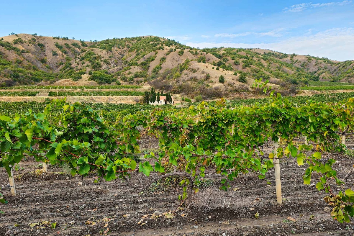    Виноградники в Крыму