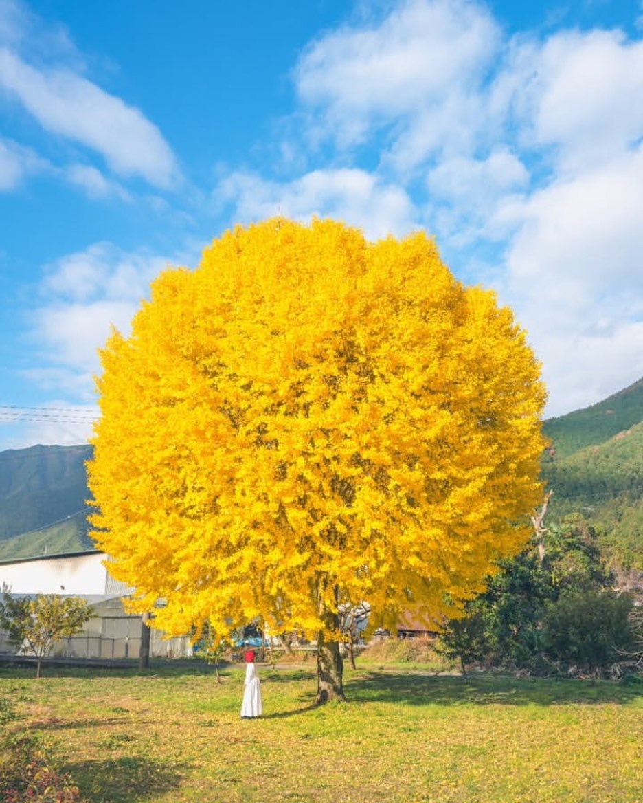 Гинкго в Японии. Фото: @kaji_nori06 