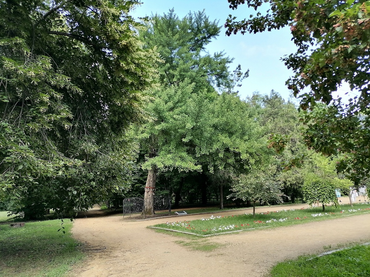 Гинкго двухлопастный ('Дерево любви') и дуб черешчатый: оба дерева произрастают на территории ПКиО им. М. Горького, Таганрог, Ростовская область. Фото: Александр Журавлев / Wikimedia Commons 