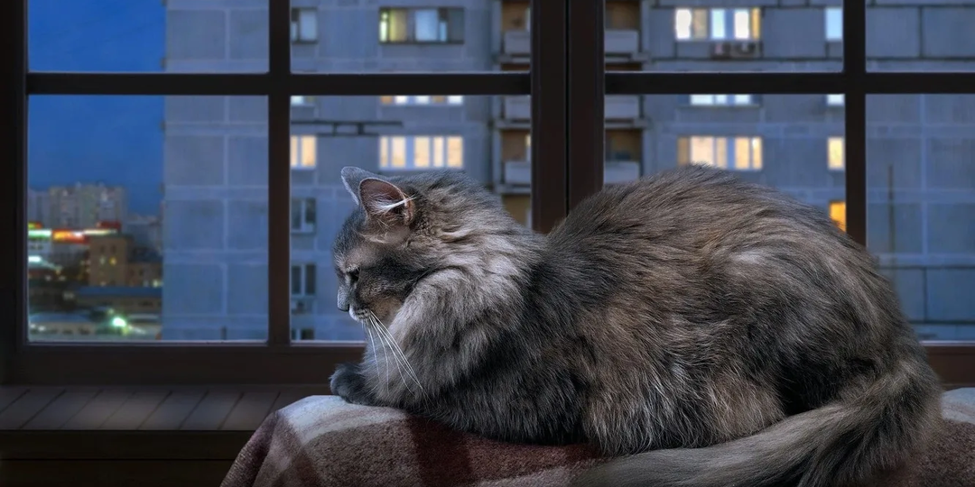 🐱Этапы старения кошки: от котёнка до пушистого пенсионера