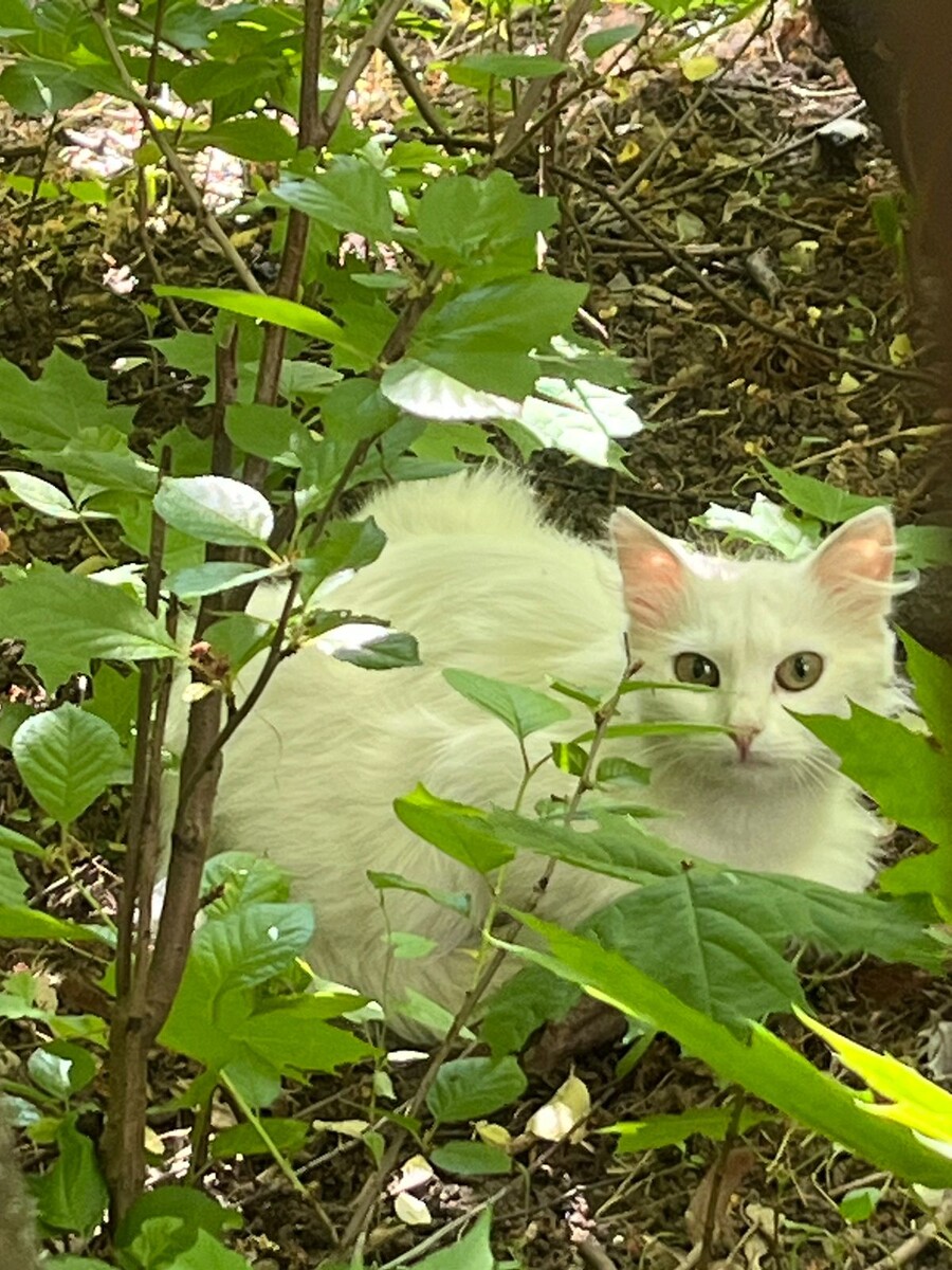 Нельзя просто так взять и поймать кошку