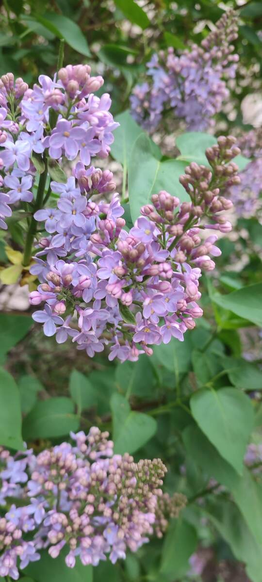 Сирень за забором.