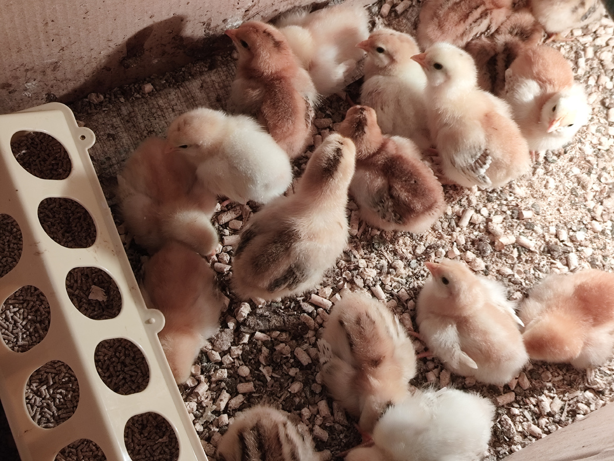 Во какая кормушка , это вам не лоток от яиц ))) Это те, кто в сарае