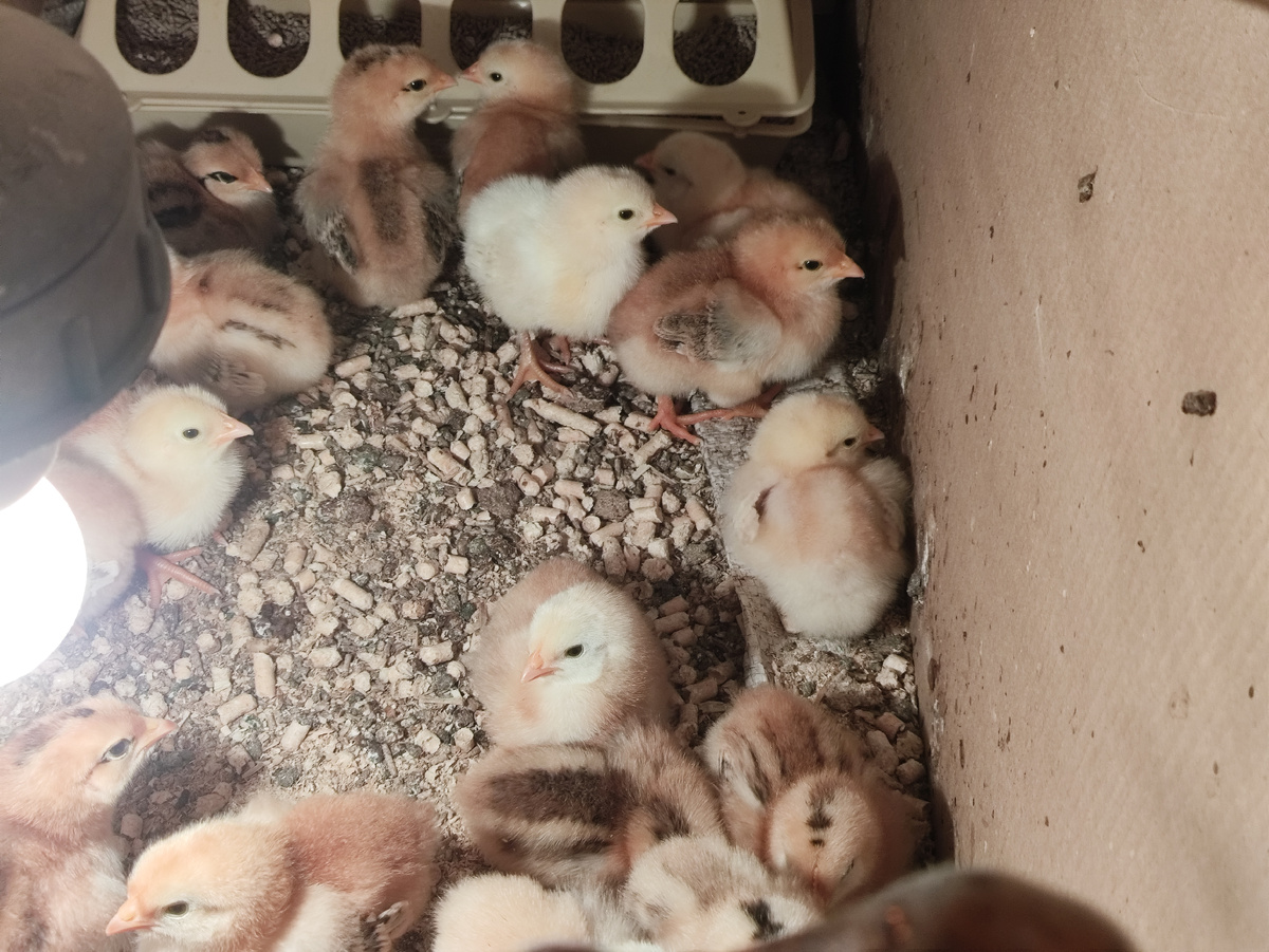 Пушистики шебутные