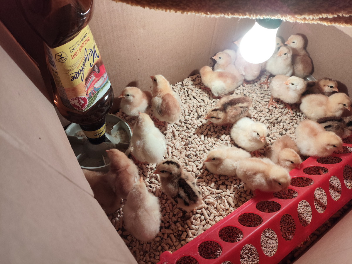 А эти в ванной живут. И поилки у них теперь одинаковые ))