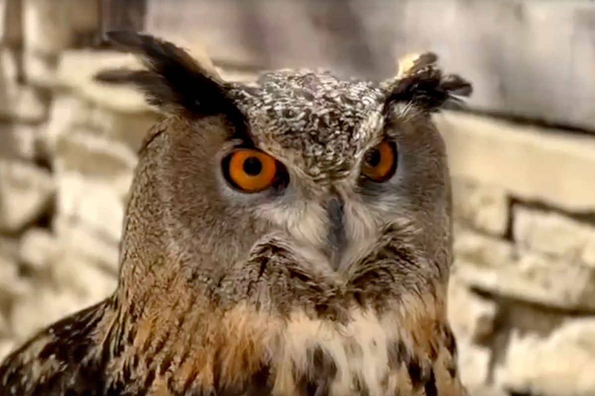    Фото: Южный парк птиц «Малинки», ВКонтакте