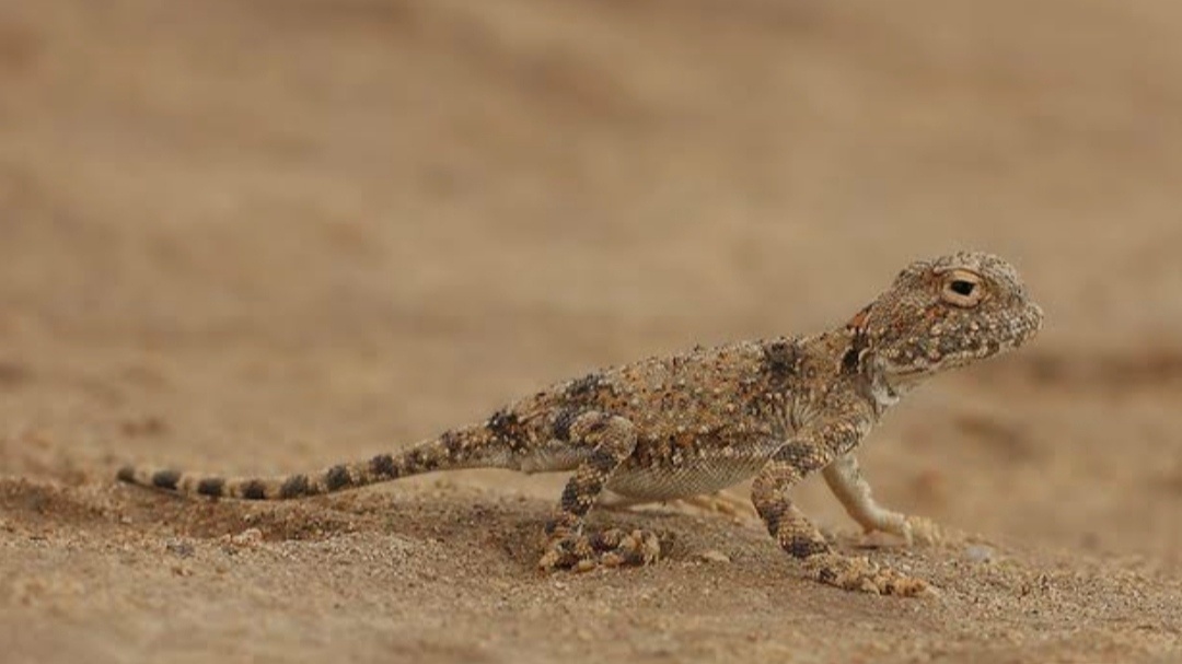 Интересный обитатель